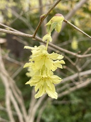 Corylopsis glabrescens