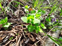 Veronica peduncularis