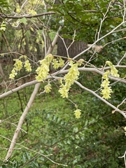 Corylopsis glabrescens