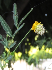 Neptunia plena
