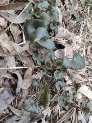 Glechoma hederacea