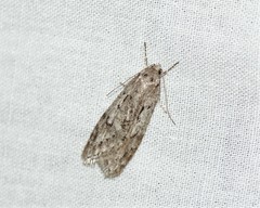 Semioscopis megamicrella