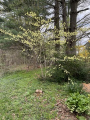 Corylopsis glabrescens