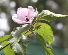 Hibiscus splendens
