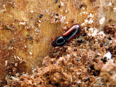 Corticeus suturalis