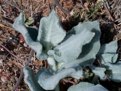 Asclepias californica californica