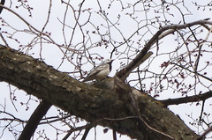Motacilla alba