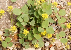 Melilotus neapolitanus