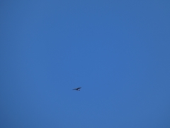 Accipiter nisus