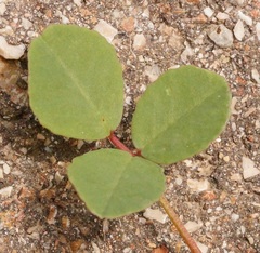 Melilotus neapolitanus