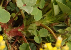 Melilotus neapolitanus