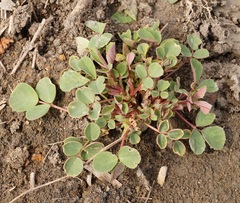 Melilotus neapolitanus
