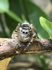 Phidippus arizonensis