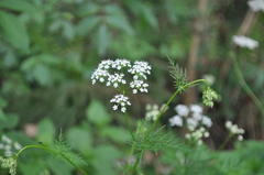 Conopodium majus