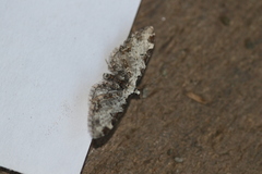 Eupithecia ravocostaliata