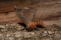 Hylesia