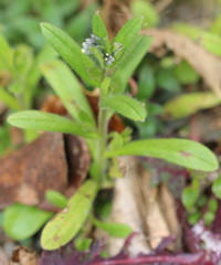 Myosotis discolor discolor