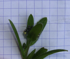 Myosotis discolor discolor