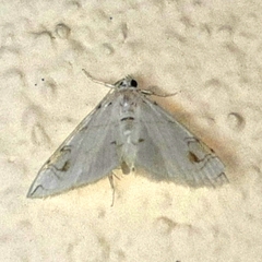 Neurophyseta