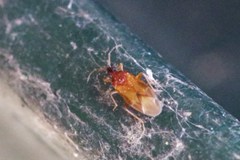 Amphiareus obscuriceps