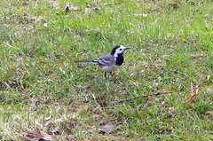 Motacilla alba