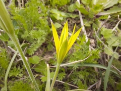 Gagea reticulata