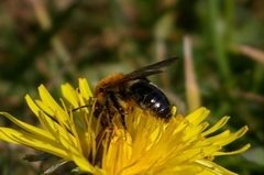 Andrena haemorrhoa