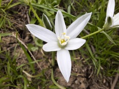 Ornithogalum sintenisii