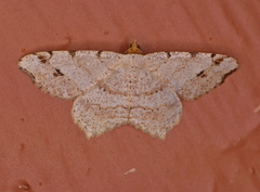 Macaria aequiferaria