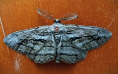 Peribatodes correptaria