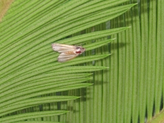 Noctuidae