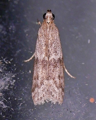 Eurythmia angulella