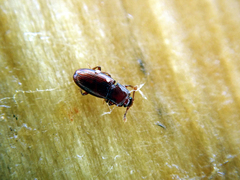 Cerylon ferrugineum