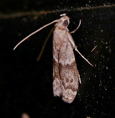 Eurythmia angulella