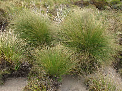 Chionochloa acicularis