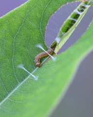 Hemiscopis sanguinea
