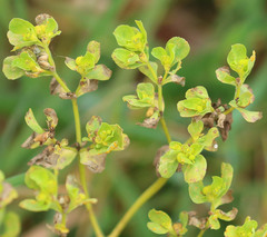 Melampsora helioscopiae