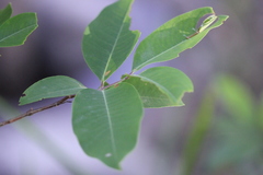 Cratoxylum cochinchinense