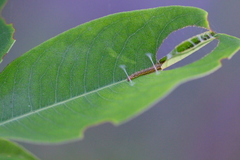 Hemiscopis sanguinea