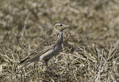 Eurasian Skylark photo 3