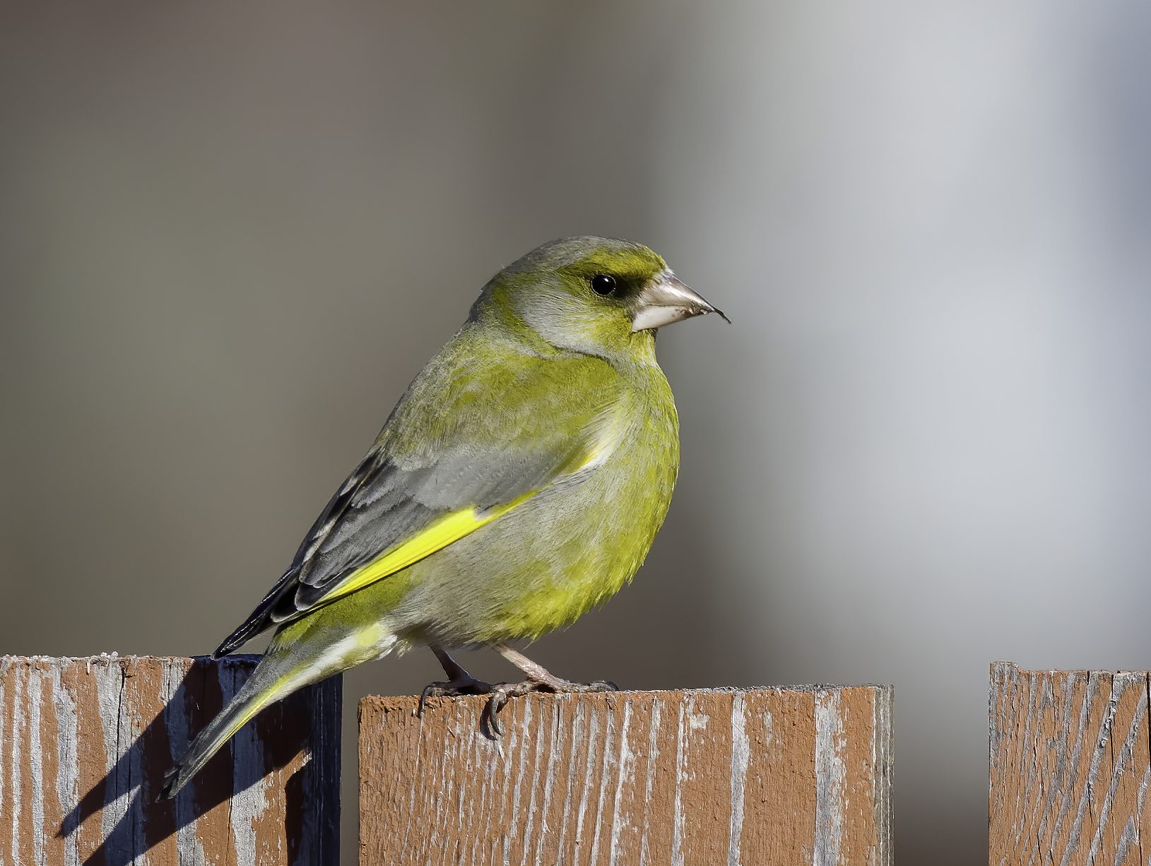 European Greenfinch (Chloris chloris) · iNaturalist