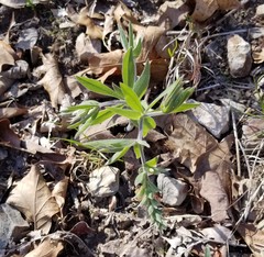 Baptisia bracteata leucophaea