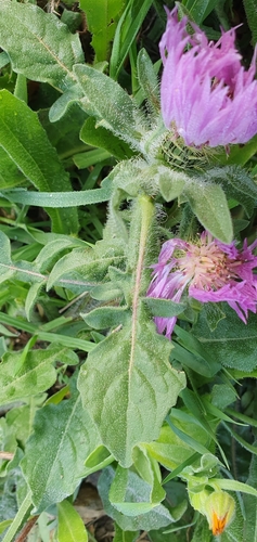 Centaurea pullata image