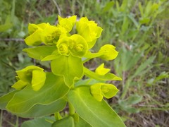 Euphorbia iberica