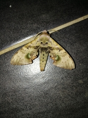 Daphnusa ocellaris