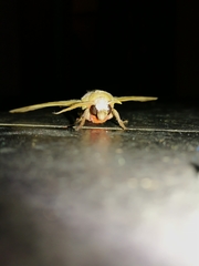 Daphnusa ocellaris