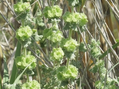 Pseudodictamnus undulatus