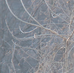 Emberiza rustica