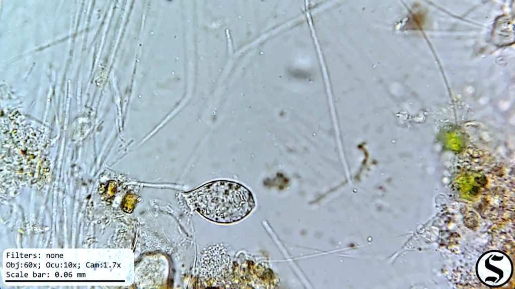 Urceolus cyclostomus