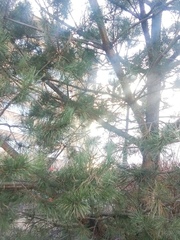 Pinus sylvestris